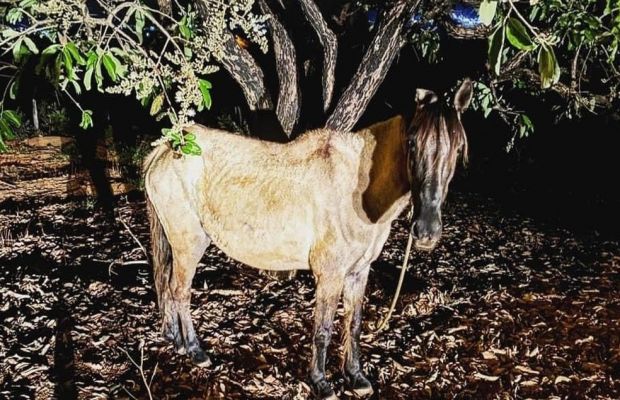 Dono de cavalo é detido após deixar animal amarrado, sem água e sem comida em Dores do Indaiá