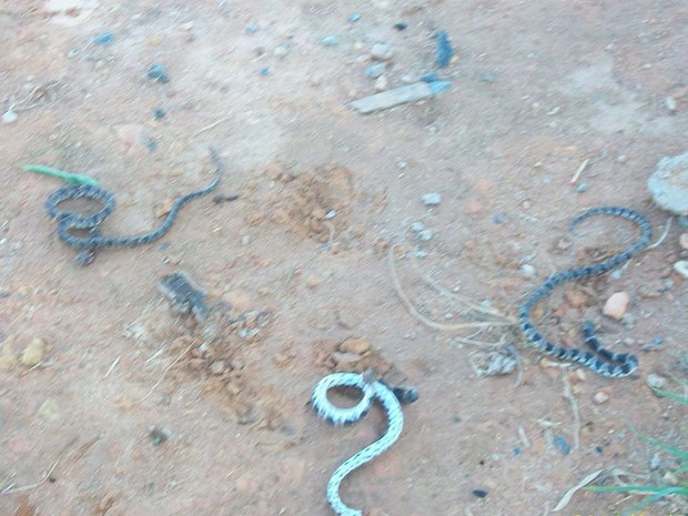 Moradores reclamam de cobras e mato nas ruas em Dores do Indaiá